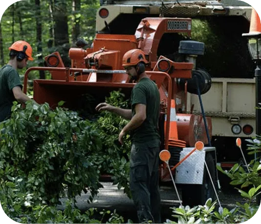 work photo from treespecialists.com
