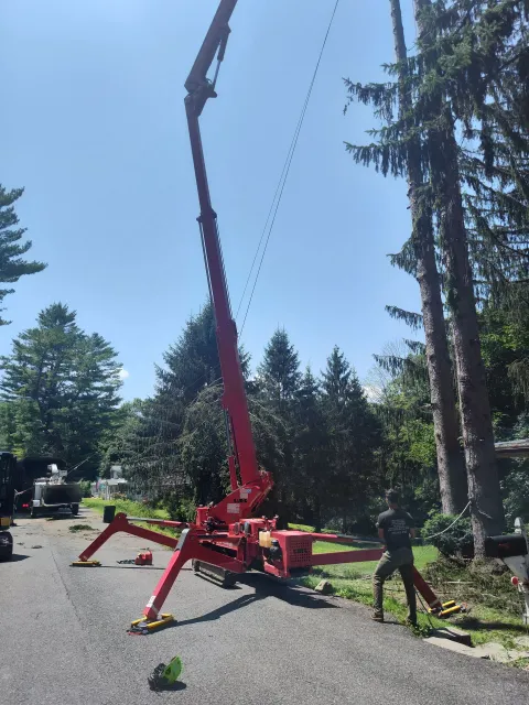 Northern Oak Tree Service work photo