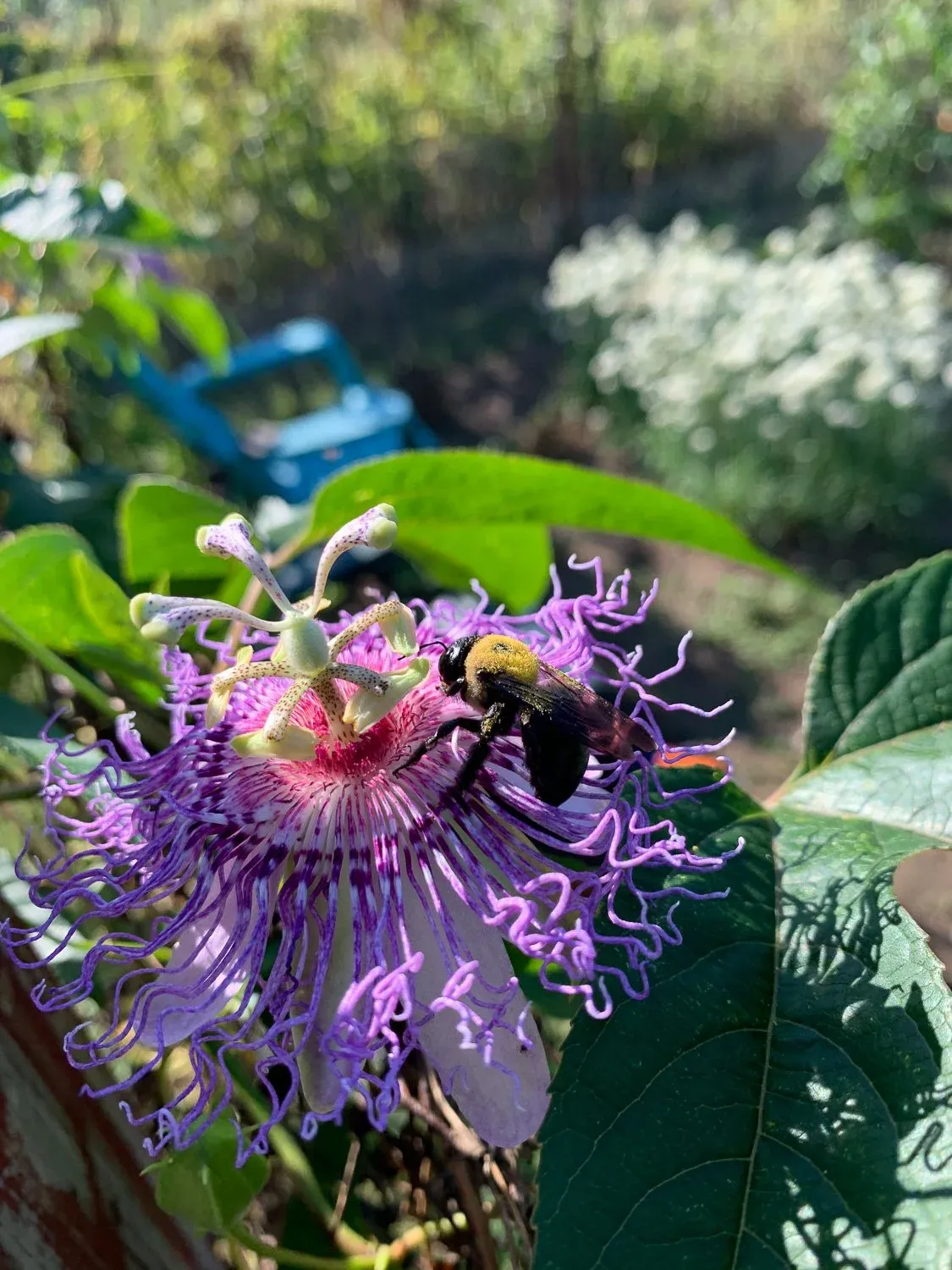 bee and nature-2.jpg