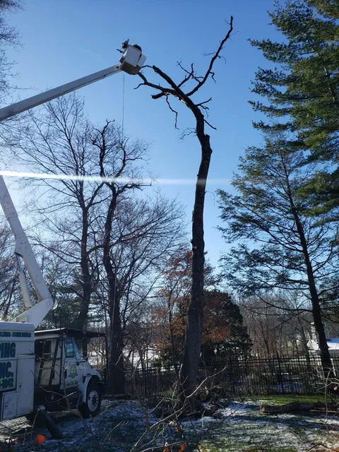 Adan Landscaping & Tree Services Inc