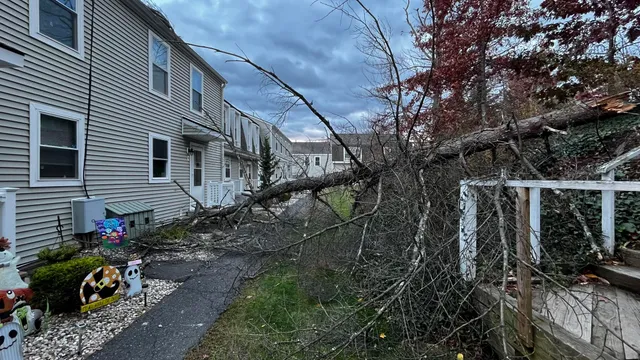 Storm-downed tree — Tree Wise Guys emergency response