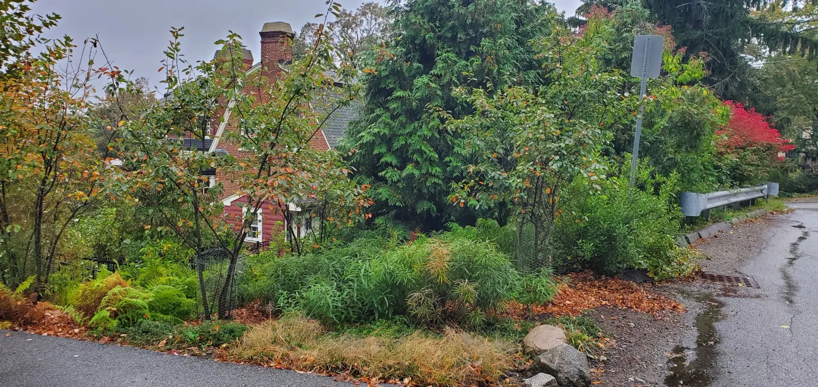 A rain-soaked road curves around a lush, green garden with various shrubs, ferns, and trees, including some with red and orange autumn leaves. A red house with a chimney partially visible behind the foliage and a street sign are also seen in the scen