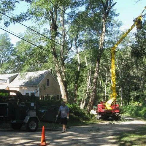 work photo from capecodtreeservices.com