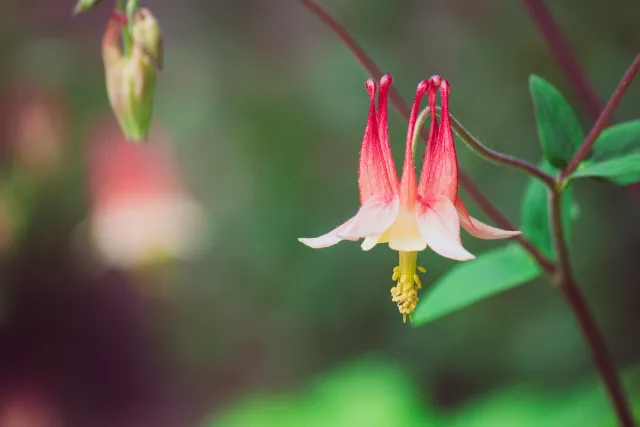 Columbine