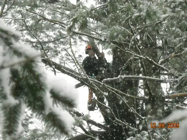 Tree Removal services 12