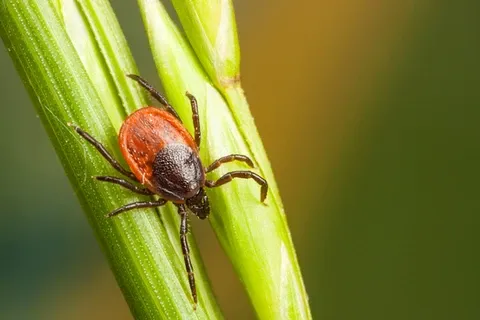work photo from pestchampionsllc.com