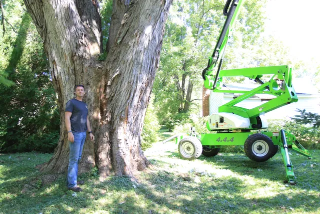 work photo from accuratetree.com
