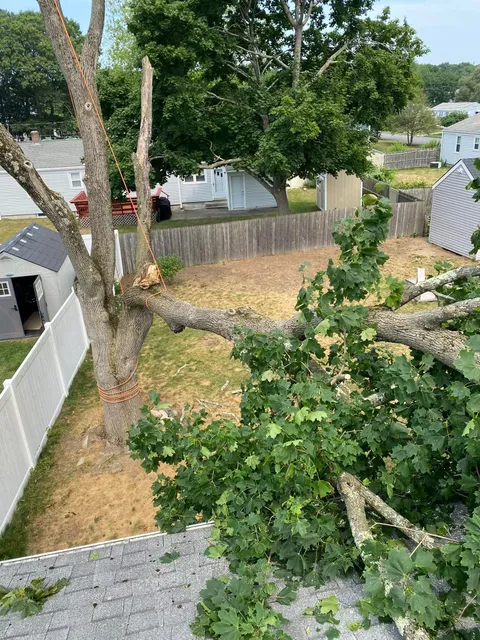 Pora's Tree Care and Landscaping Services work photo
