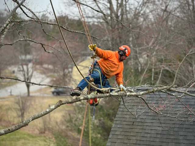 Fellers Tree Removal, LLC work photo