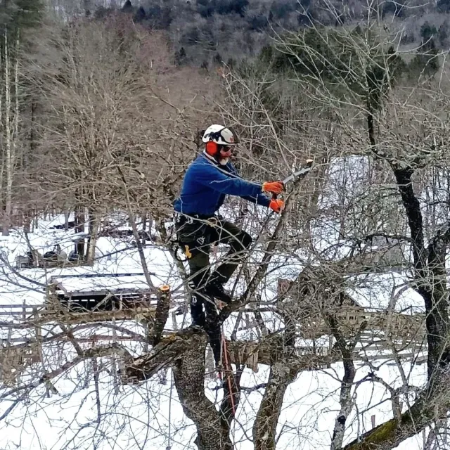 All About Trees work photo