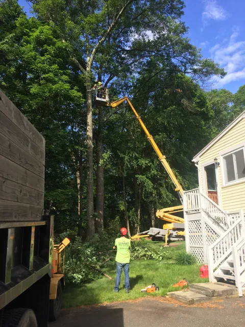 Summit tree service Middlebury work photo