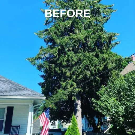 Tall Tree — Ware, MA — LaBier Brothers Tree Experts