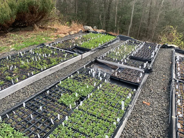 Earth Tones Native Plant Nursery work photo