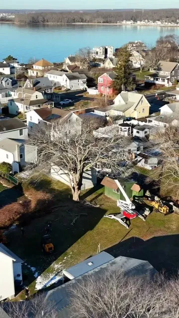 work photo from wilcoxtreeexperts.com