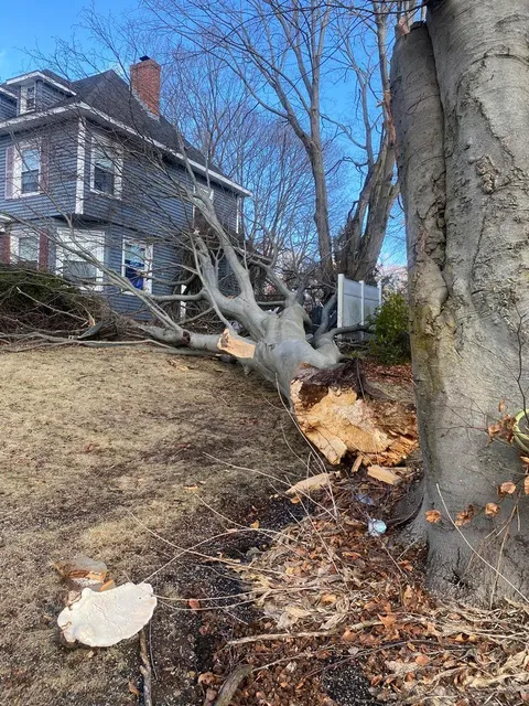 Fallen tree on a roof, storm damage made safe by Maple Leaf Tree Service.