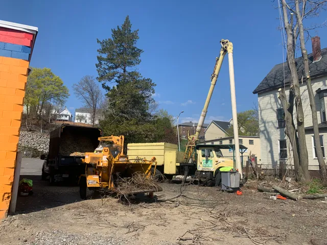 New American Tree work photo