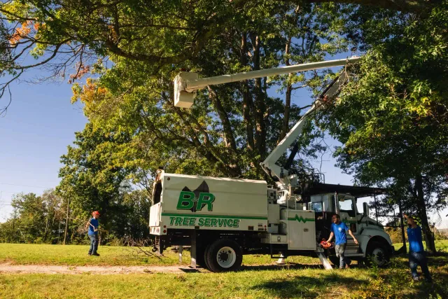 B&R Tree Service work photo