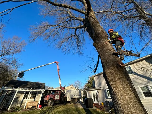 ER Tree Service work photo