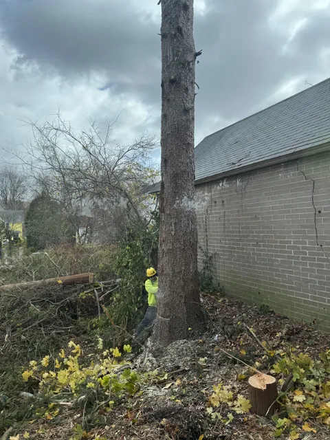 Joe Hennessey working in hi-vis at the base of a large trunk beside a brick building, with cut brush piled alongside