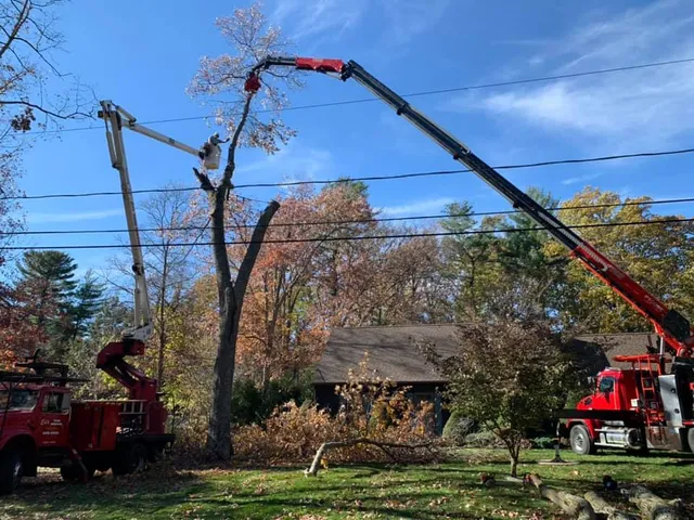 Rhode Island Tree Removal work photo