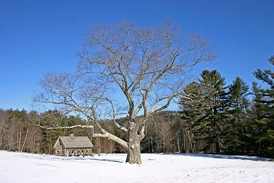 work photo from gallaghertreeandlandscape.com