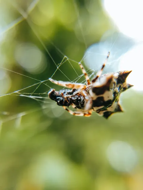 Close-up macro photograph of a spider, representing careful pest identification
