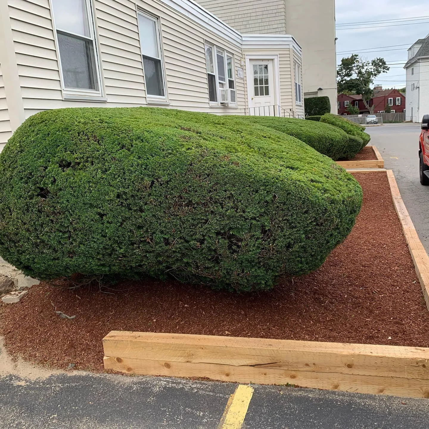 Mulch bed with new timber edging beside a trimmed hedge