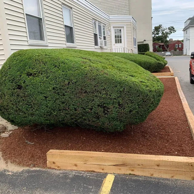 Mulch bed with new timber edging beside a trimmed hedge