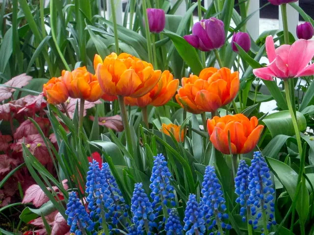 bulbs