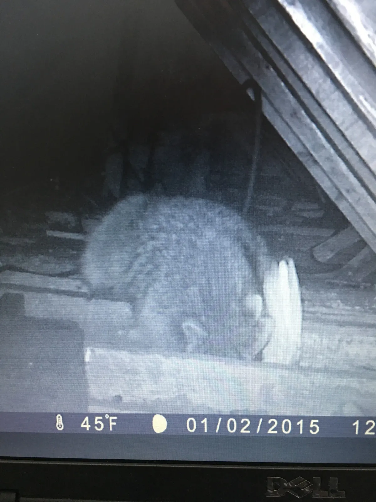 Racoon 2 caught in attic - Acorn Wildlife Solutions - Russell, MA