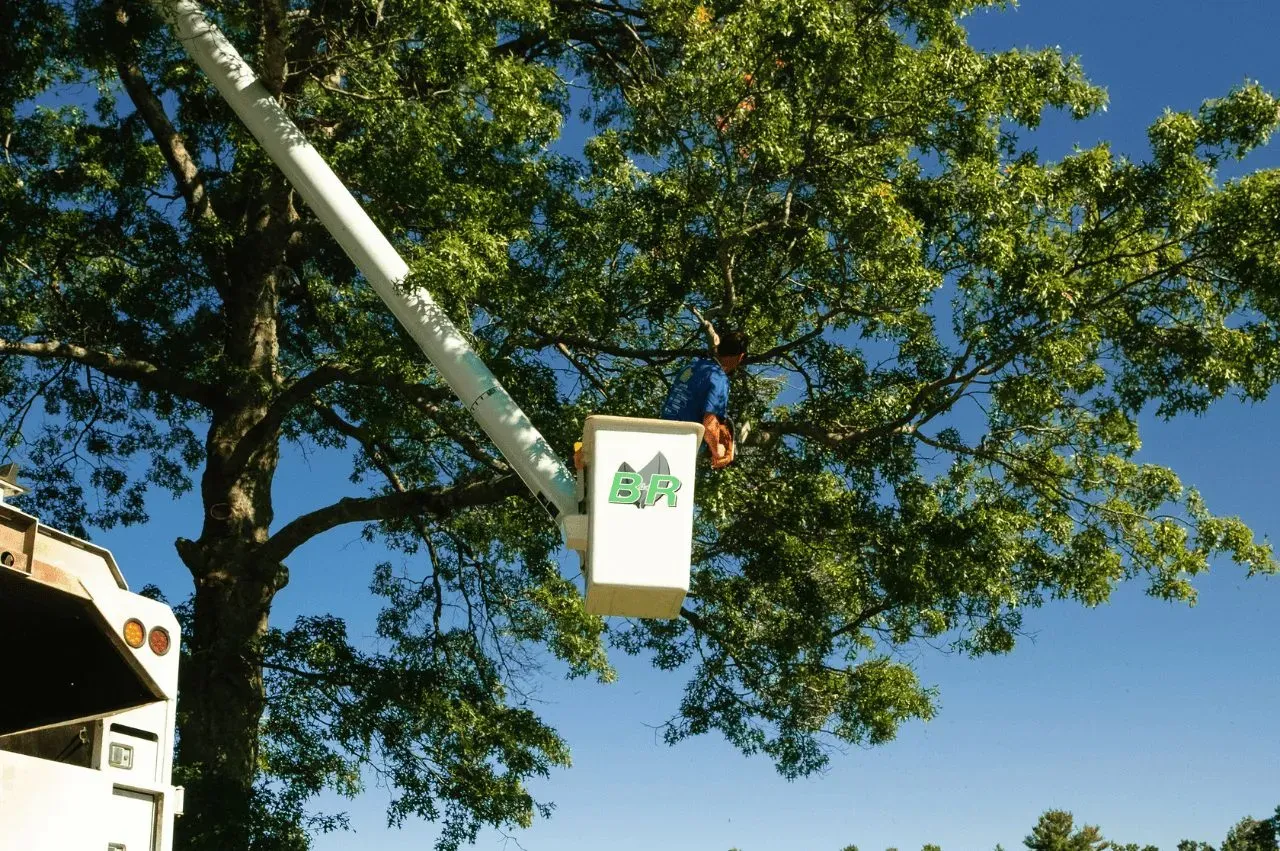 work photo from brtreeservicema.com
