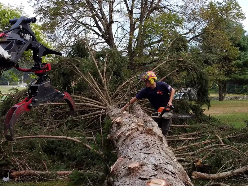 work photo from krohnkutztree.com