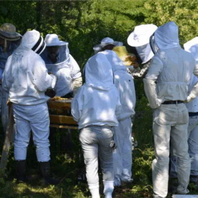 Beekeeping School Online Bee School Beekeeping Class