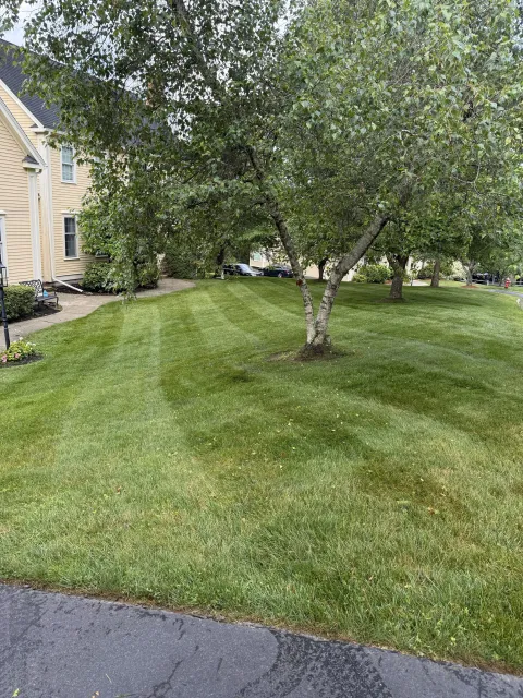 A well-maintained grassy lawn with tire tracks forming a curved pattern, a mature tree with green leaves, a paved sidewalk, and a swimming pool in a nearby apartment complex.
