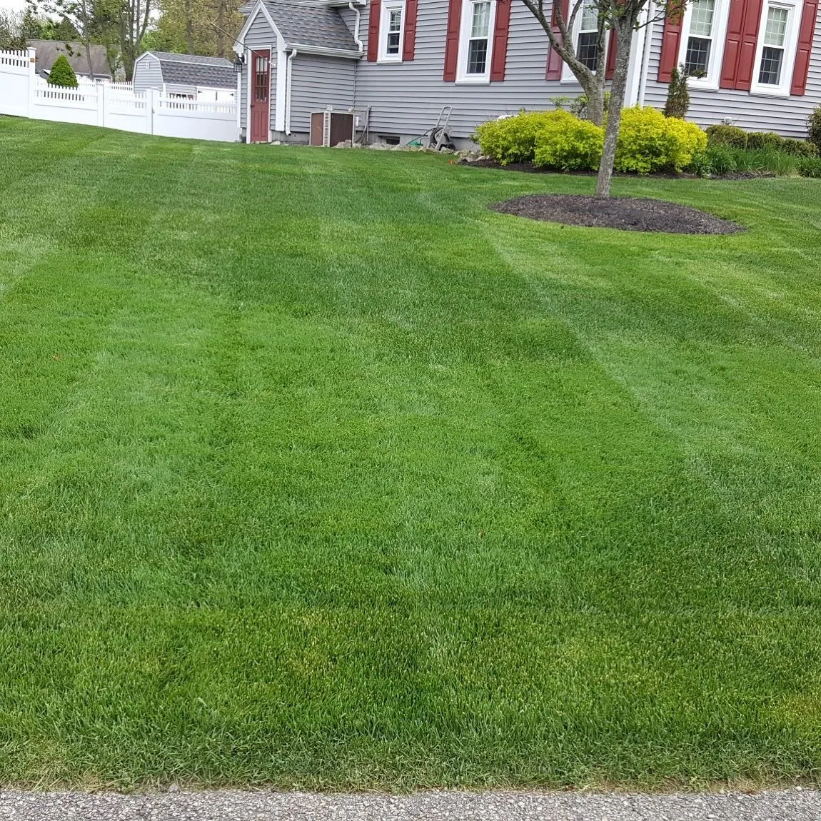 Striped-mown lawn in front of a red-shuttered house