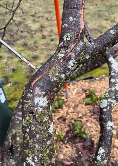 work photo from grownrighttreeandshrub.com