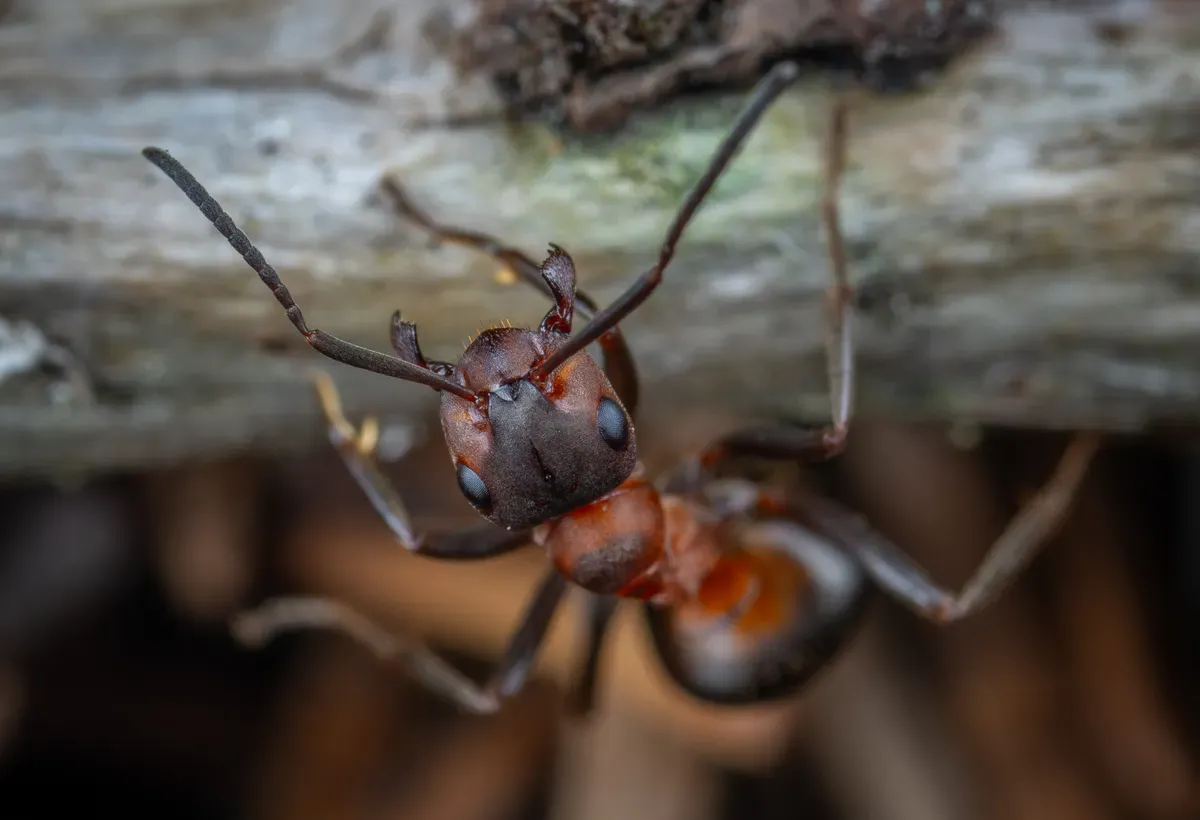 A red ant on a branch, a common pest addressed in residential properties