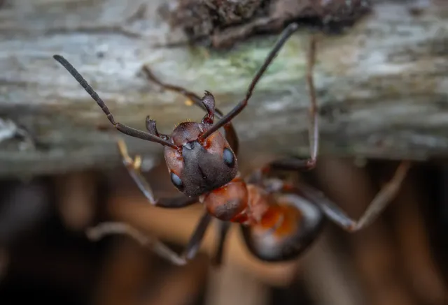 A red ant on a branch, a common pest addressed in residential properties