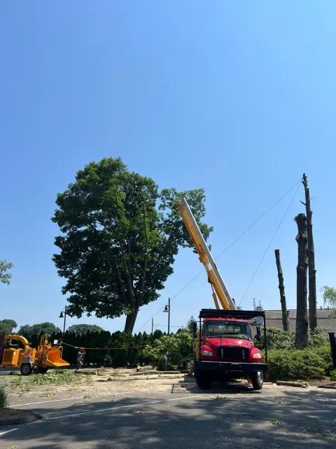 work photo from emltreeservices.com