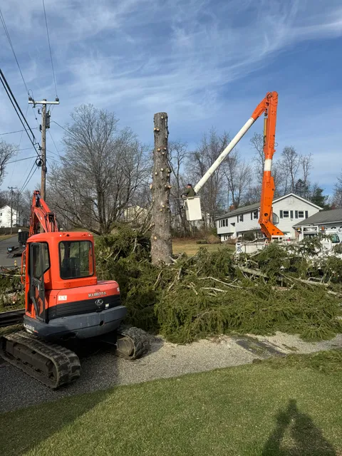 Lnt Tree Services work photo