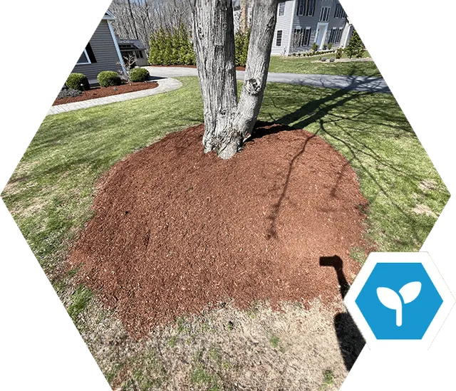 A tree is growing in the ground and has been dug out.