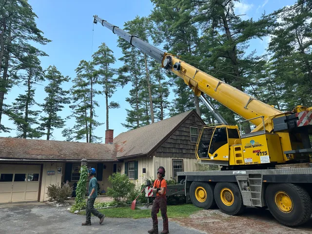 Hutch's Tree work photo
