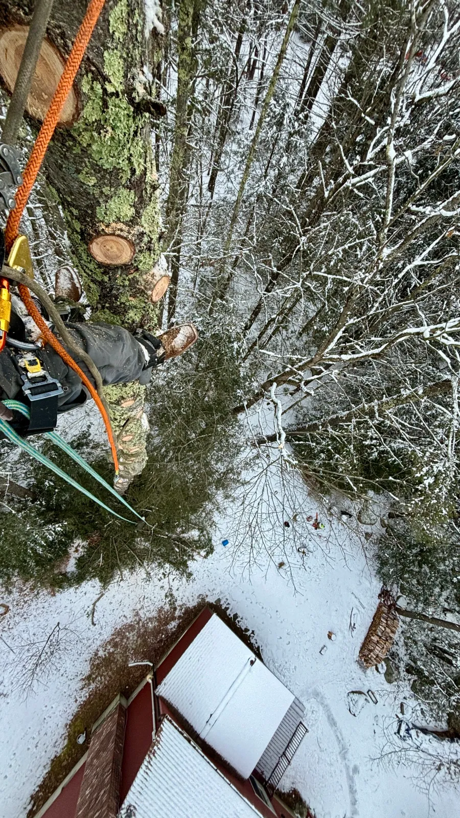 new england tree service climbing tall tree