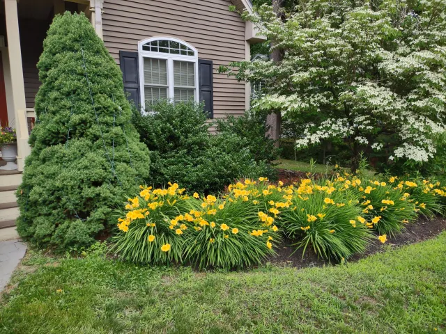 work photo from lewislawn.care