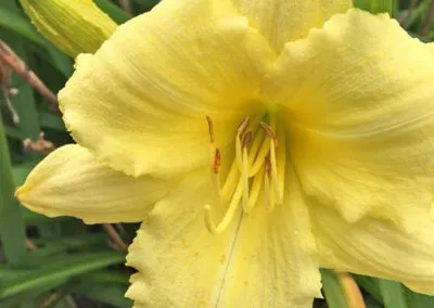 work photo from apexhorticulturedesign.com