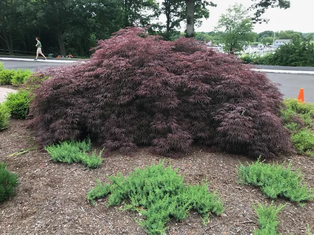 work photo from lacasseandsonlandscaping.com