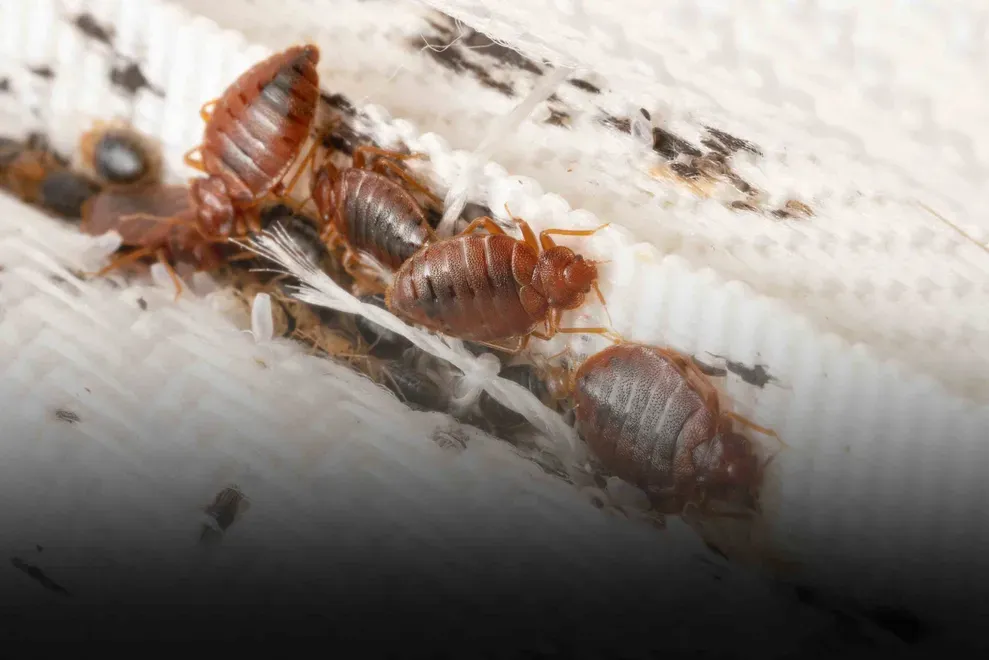 Bedbug Treatment