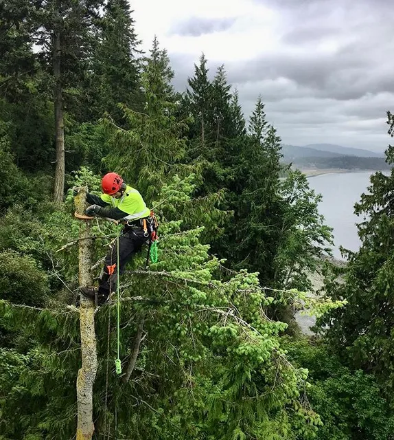 North Star Tree Solutions LLC work photo