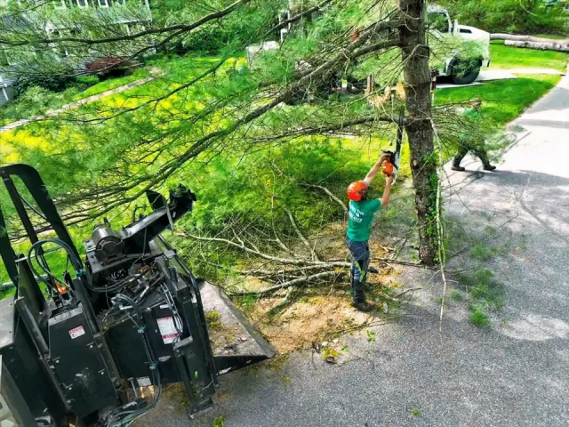 Brothers Tree Service and Landscape Corp. work photo