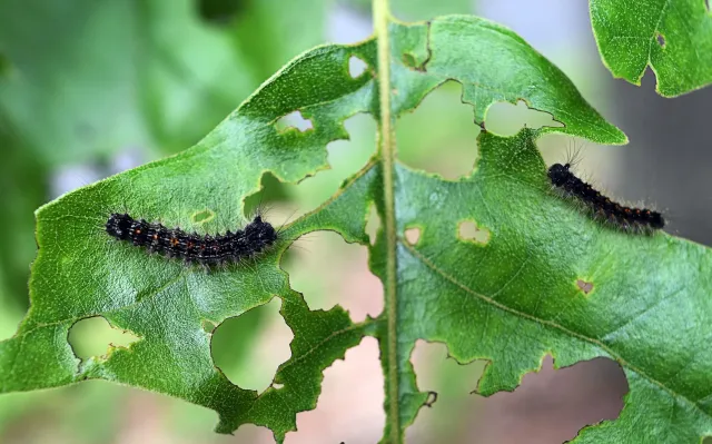 Gypsy Moth Leaf.jpg
